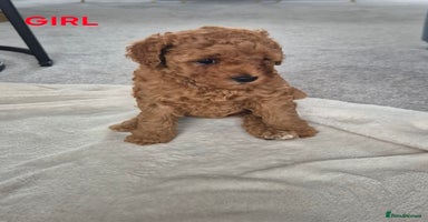 Miniature Poodle dogs - Advert 13