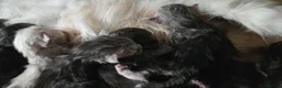 Maine Coon cats for sale: 🌟 STUNNING MAINECOON KITTENS SHOWQUALITY 🌟 - Advert 4