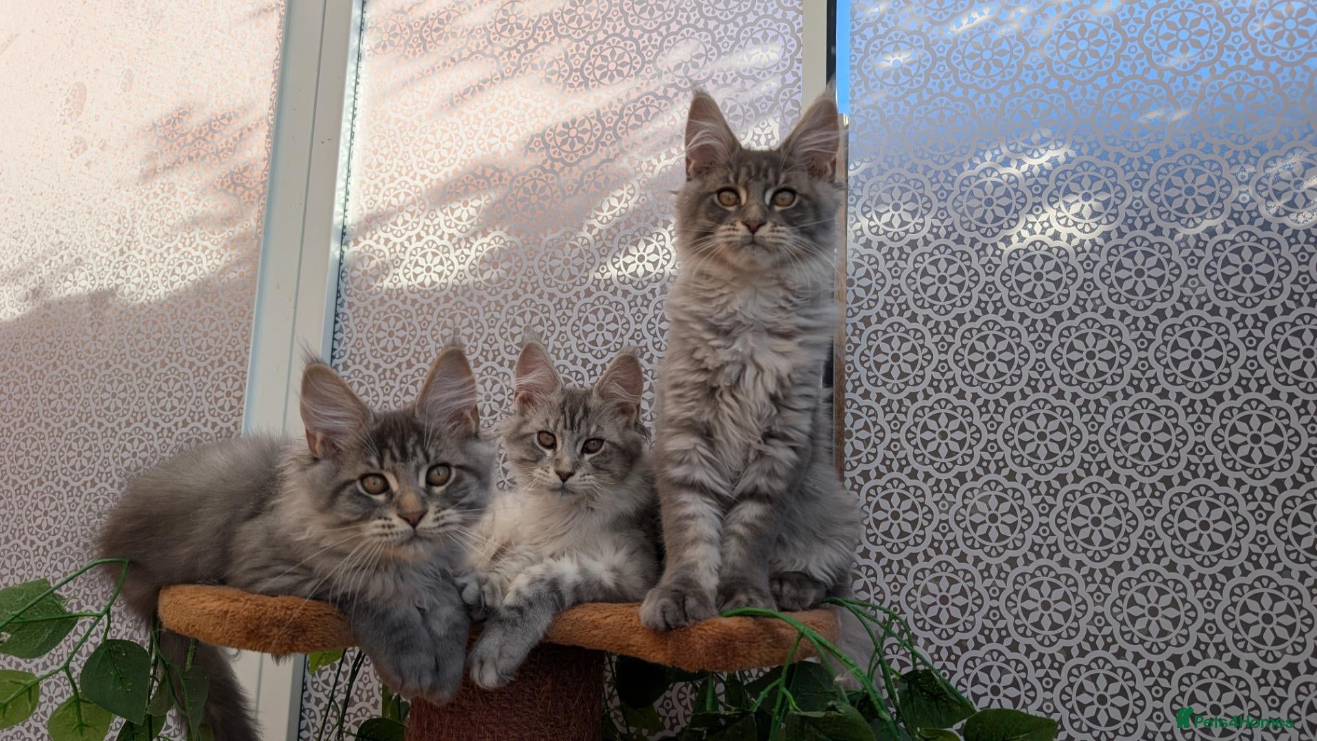 Maine Coon cats Stunning Maine coon kittens - Advert 2