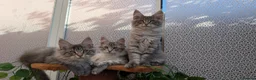 Maine Coon cats for sale: Stunning Maine coon kittens - Advert 2