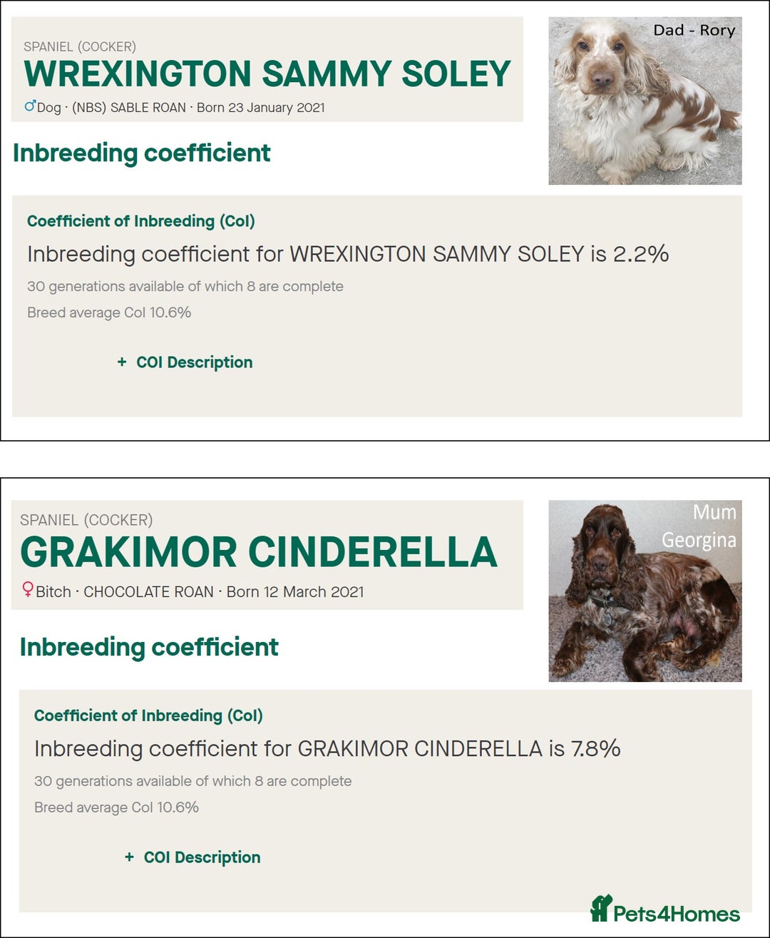 Cocker Spaniel dogs for sale: Stunning Show Cockers. Health Tested/KC Registered - Advert 15