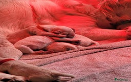 Golden Retriever dogs for sale: Golden Retriever Pups – First Class Homes Wanted - Image 14