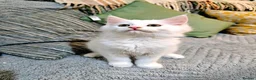 Maine Coon cats for sale: Maine Coon  - Advert 11