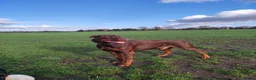 Dobermann dogs for sale: Adorable Doberman puppies  - Advert 11