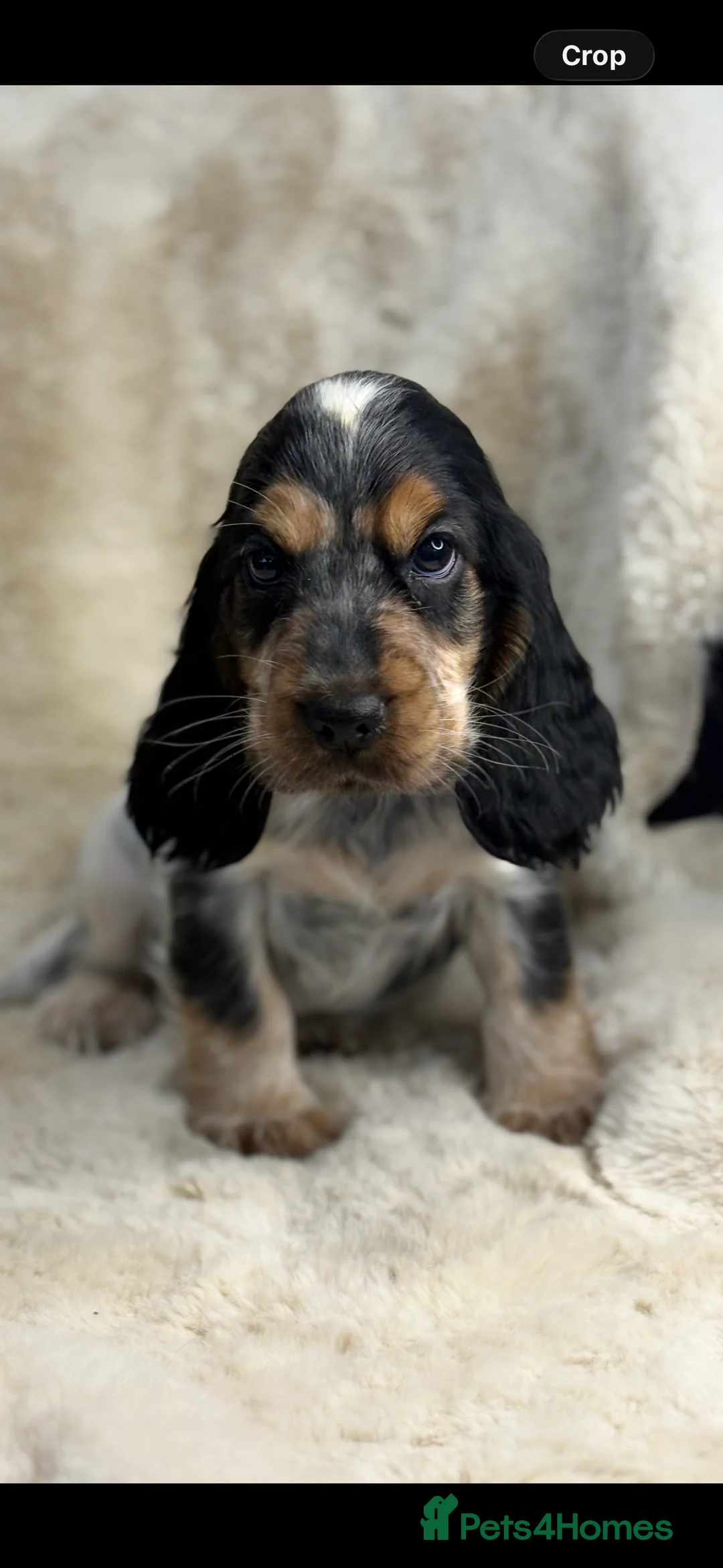 Cocker Spaniel dogs for sale: Top quality cocker spaniel pups  - Advert 3