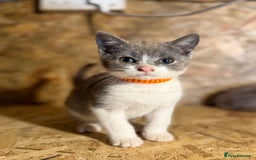 British Shorthair cats for sale: Beautiful blue & white British shorthair kittens  - Image 1