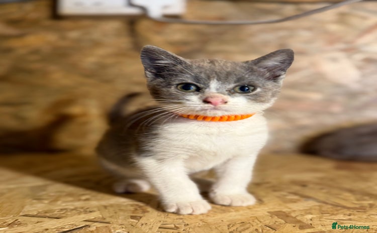 British Shorthair cats - Advert 6