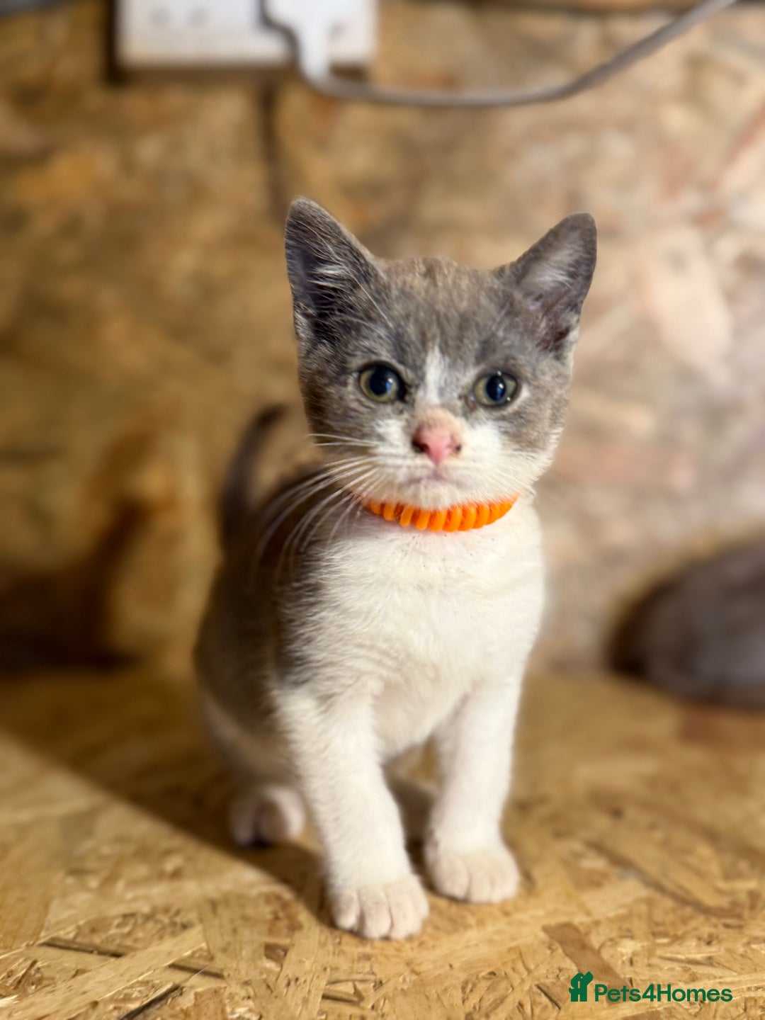 British Shorthair cats for sale: Beautiful blue & white British shorthair kittens  - Image 1