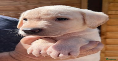 Labrador Retriever dogs - Advert 4