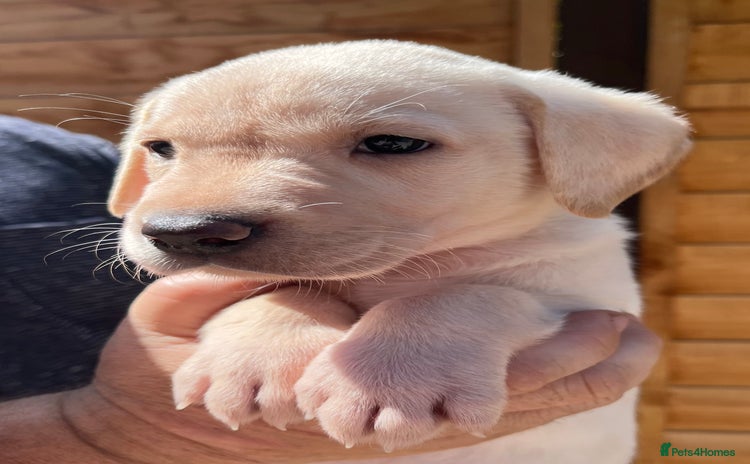 Labrador Retriever dogs - Advert 14
