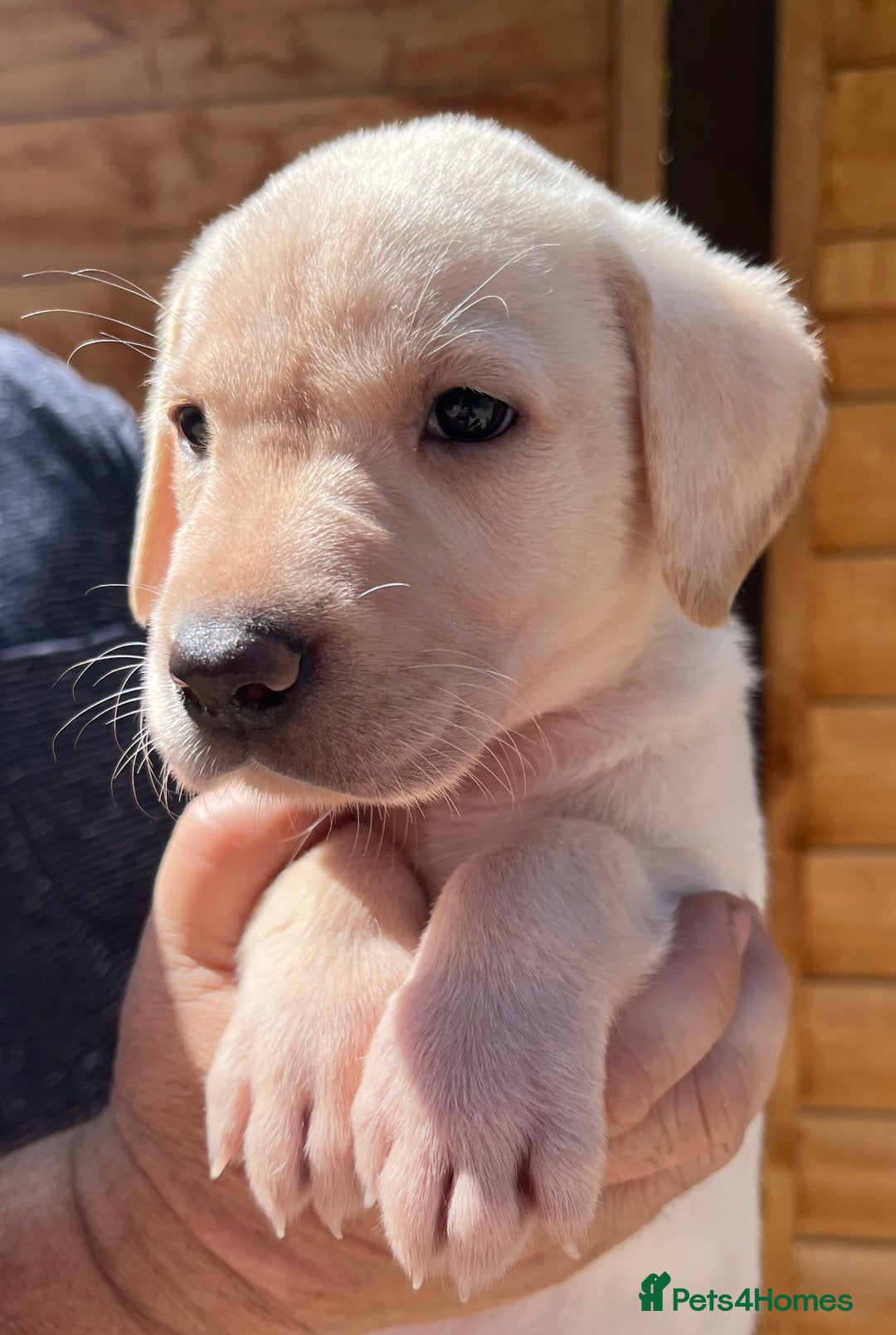 Labrador Retriever dogs for sale: Stunning KC Labrador pups - Image 1