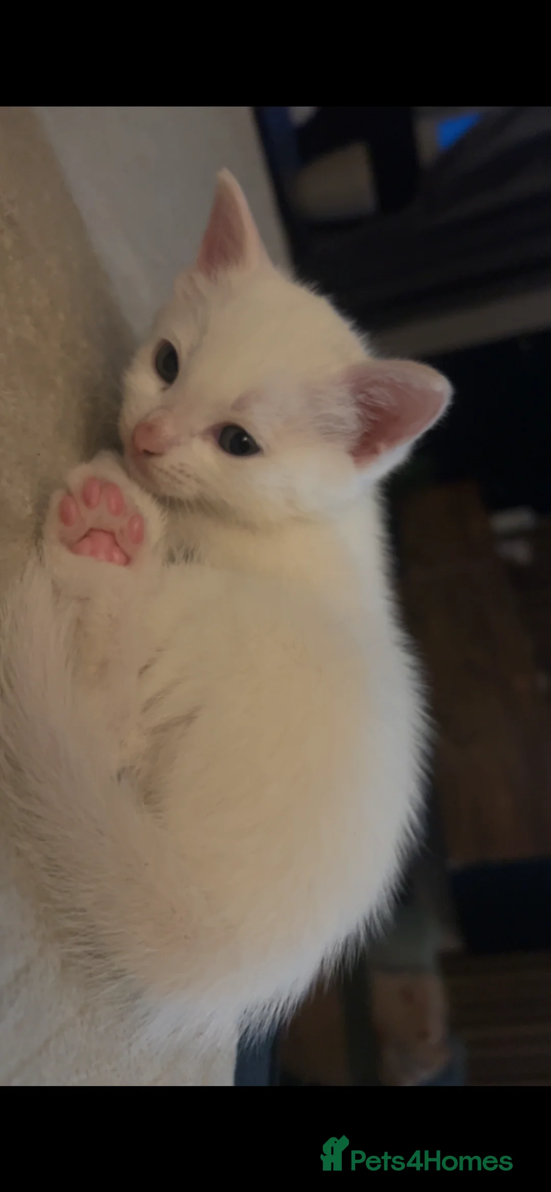 Mixed Breed cats for sale: 4 male kittens  in Lincoln - Advert 2