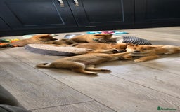 Japanese Shiba Inu dogs for sale: Stunning Shibas  in Llanybydder - Image 16