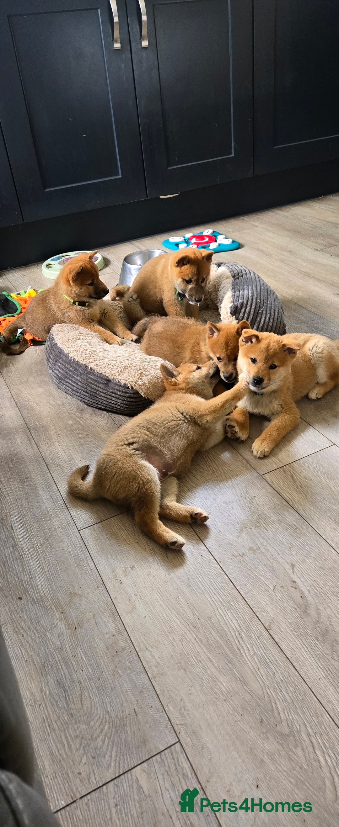 Japanese Shiba Inu dogs for sale: Stunning Shibas  in Llanybydder - Image 16