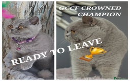 British Shorthair cats for sale: OUTSTANDING🏆PEDIGREE🎖CH SIRED in Dudley - Image 2