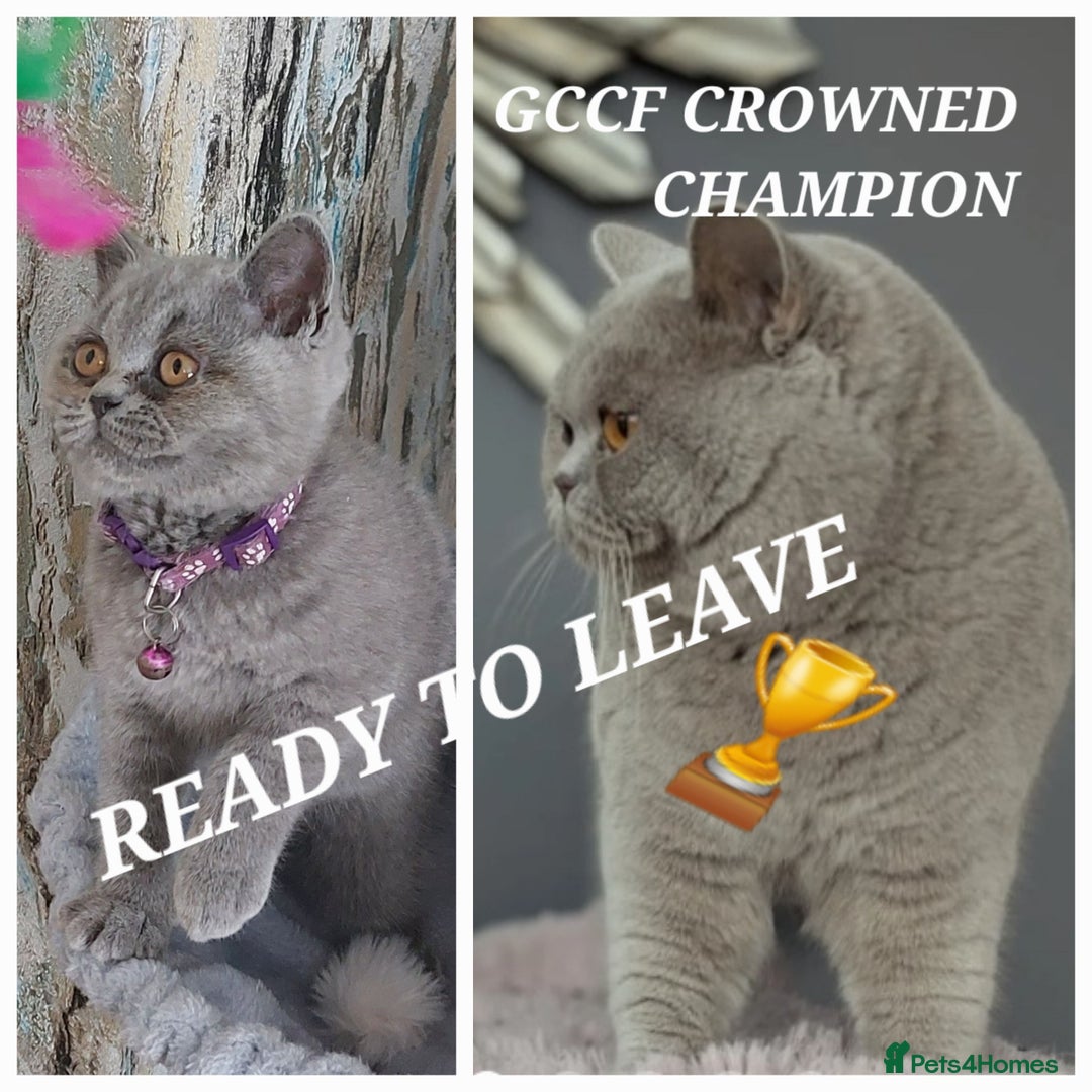 British Shorthair cats for sale: OUTSTANDING🏆PEDIGREE🎖CH SIRED in Dudley - Image 2