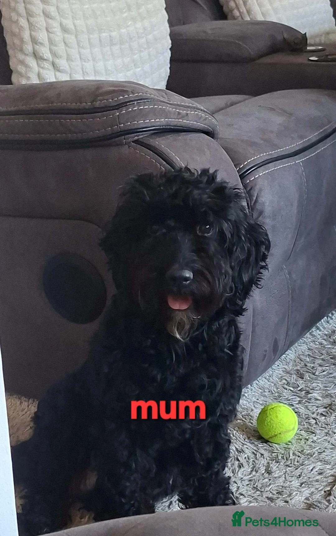 Cockapoo dogs for sale: 8 beautiful cockerpoo puppys 6 boys 2 girls in London - Advert 13