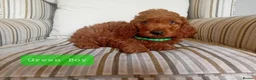 Mini Goldendoodle dogs for sale: Stunning Goldendoodle Puppies - Advert 12
