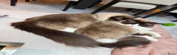 Ragdoll cats for sale: 2 male adult ragdolls - rehoming  in London - Advert 11