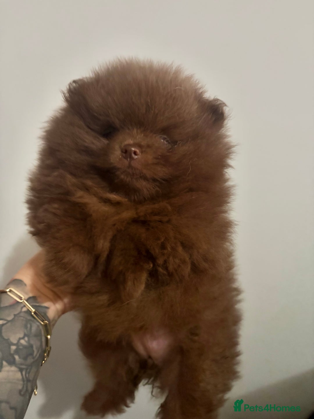 Pomeranian dogs for sale: 3 amazing teddy bear face puppies 🐻🐻🐻 - Advert 11