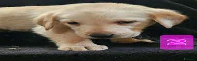 Labrador Retriever 2