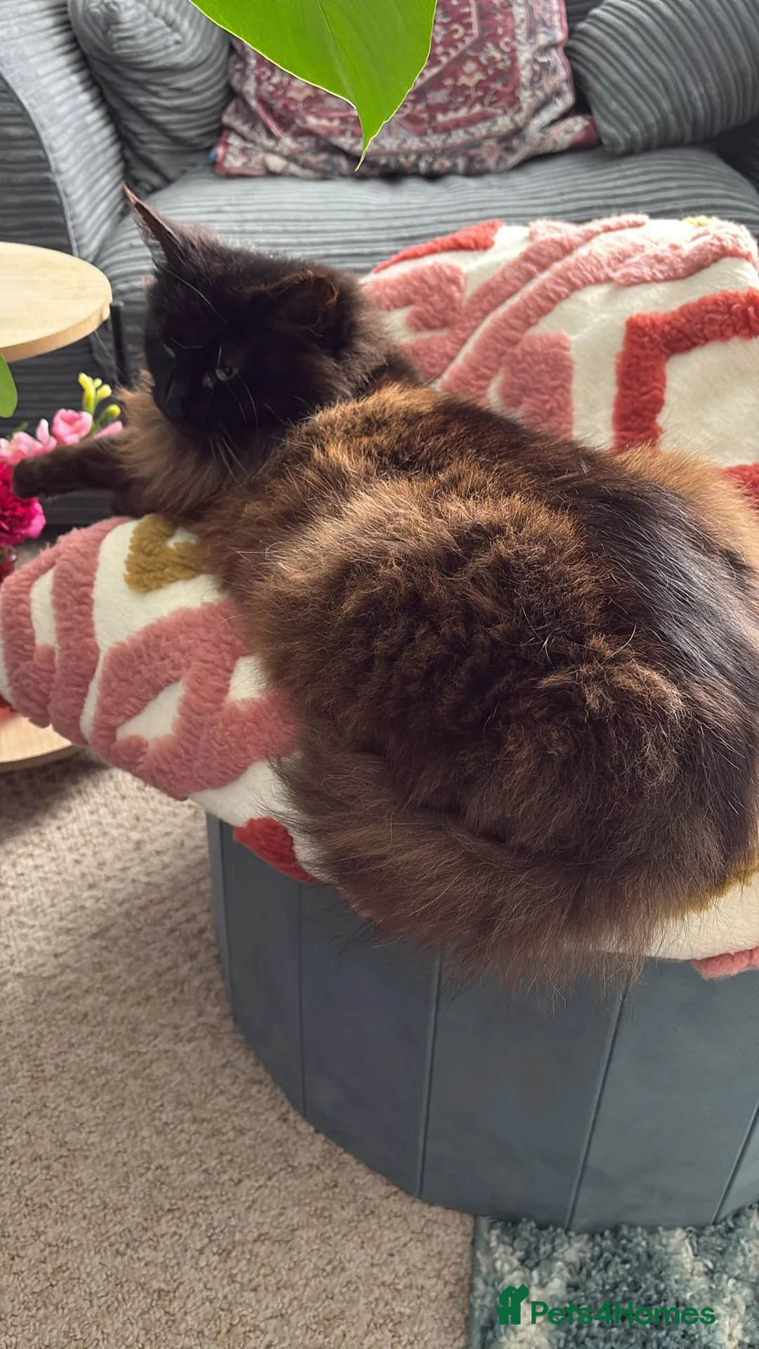 Ragdoll cats for sale: Female ragdoll cat in Godalming - Advert 3