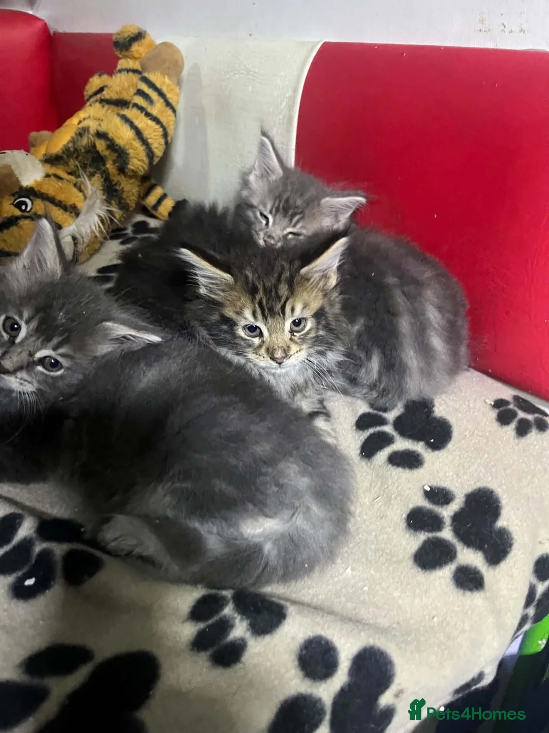 Maine Coon cats for sale: Maine coon pure American kittens - Advert 1