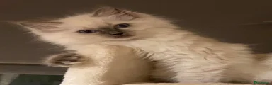 Ragdoll 2