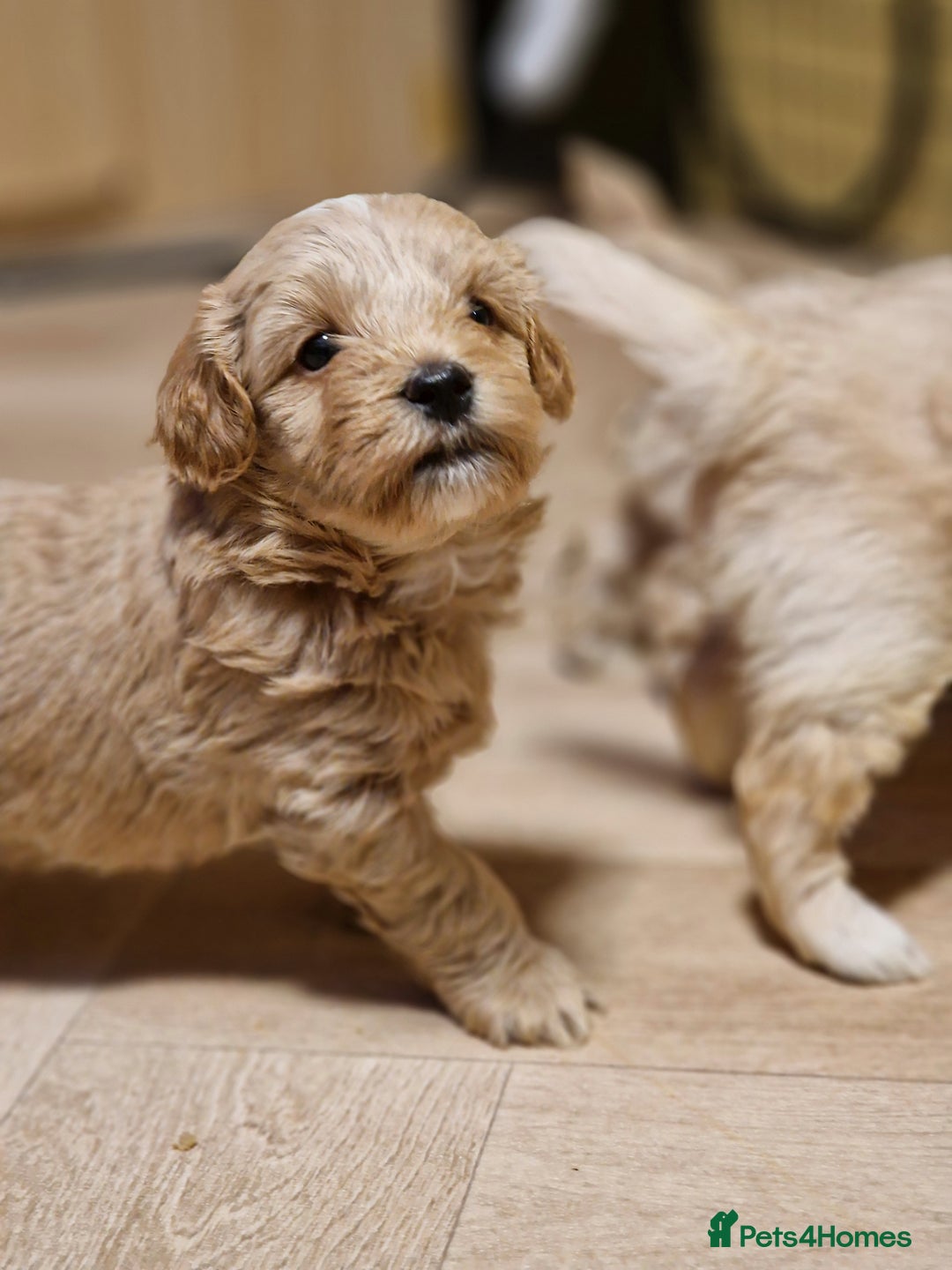 Maltipoo dogs for sale: Maltipoo  - Advert 3