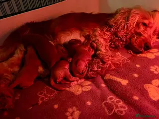 Cockapoo dogs Beautiful deep red champion lines cockapoo puppies - Advert 4