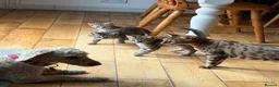 Bengal cats for sale: Beautiful Bengal x kittens  - Advert 8
