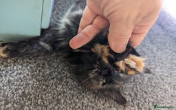 Maine Coon cats for sale: 1 remaining healthy full breed Maine coon kitten - Image 17