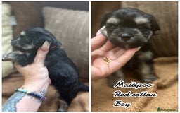 Maltipoo dogs for sale: Fully dna tested Maltipoos  - Image 3