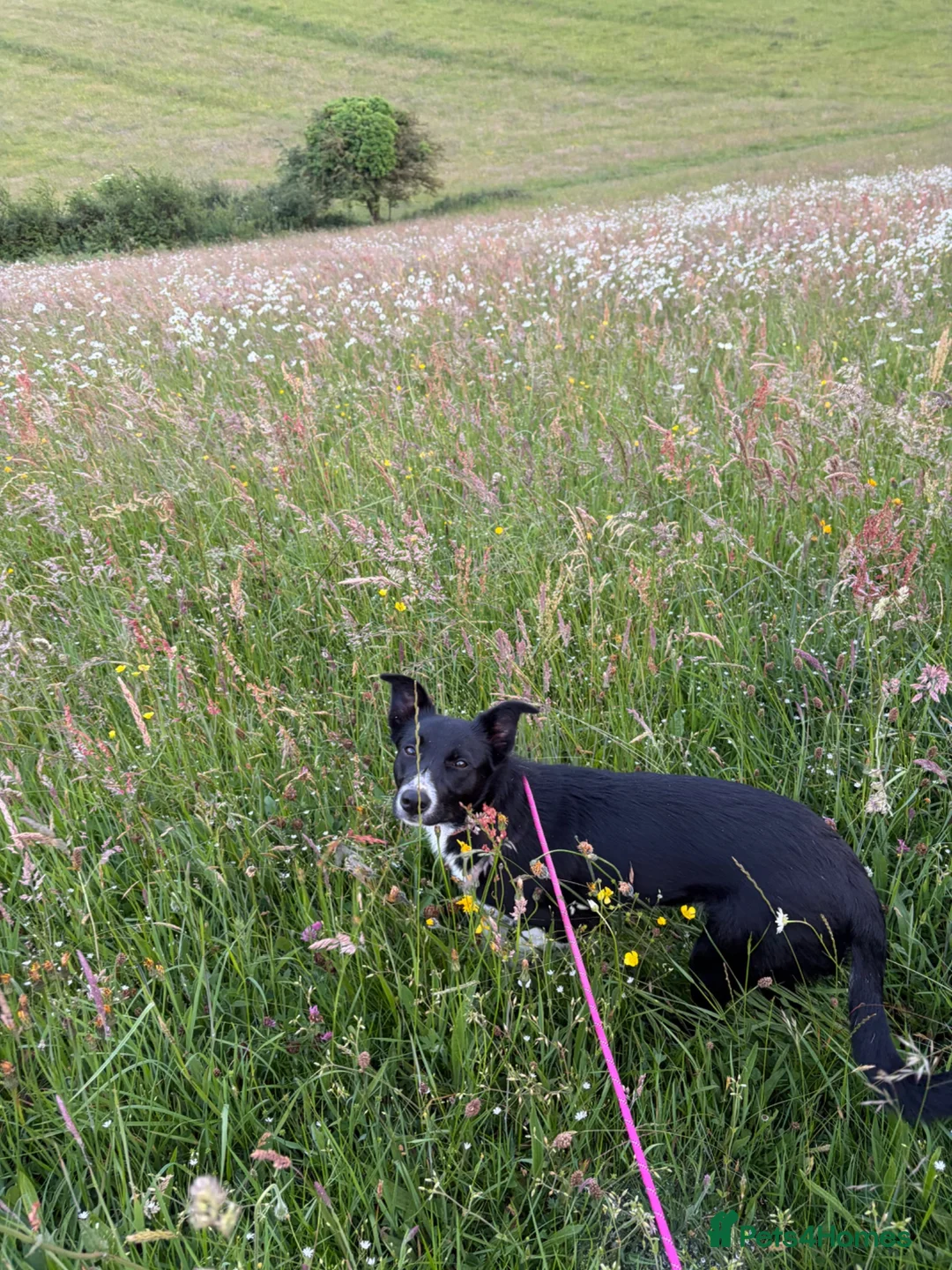Border Collie dogs for sale: 7 month old girl full border collie  - Advert 5