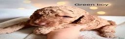 Cockapoo dogs for sale: Extensively health checked cockapoo puppies   - Advert 22