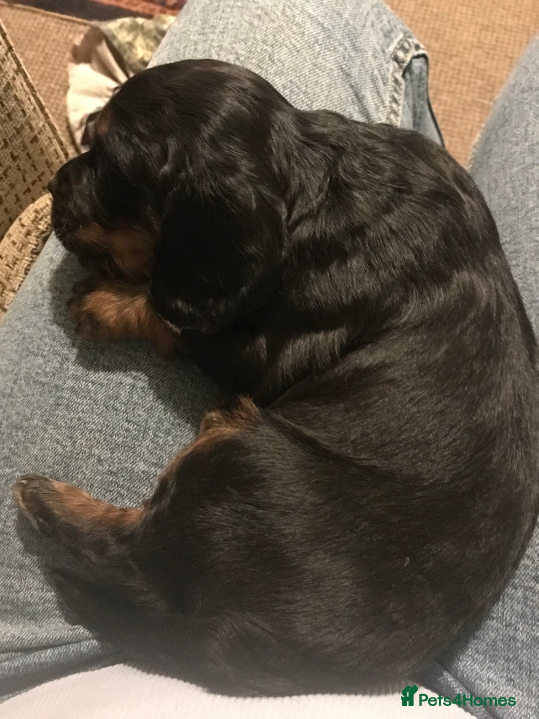 Cocker Spaniel dogs for sale: Beautiful Boy cocker spaniels for sale  - Advert 13