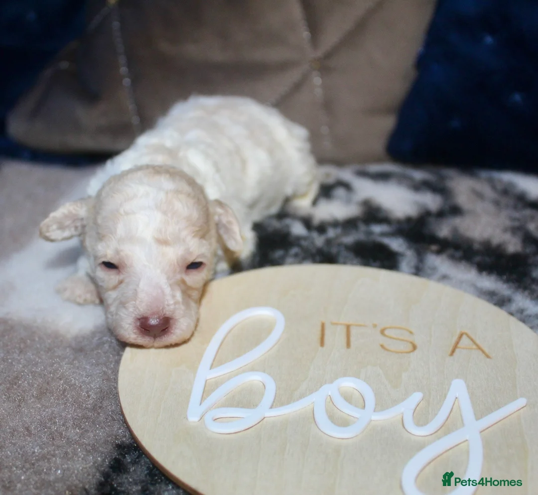 Cockapoo dogs for sale: Child friendly cockapoo puppies ready March - Advert 5