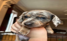 Miniature Dachshund dogs for sale: Mini dachshund puppies 6 weeks - Advert 26