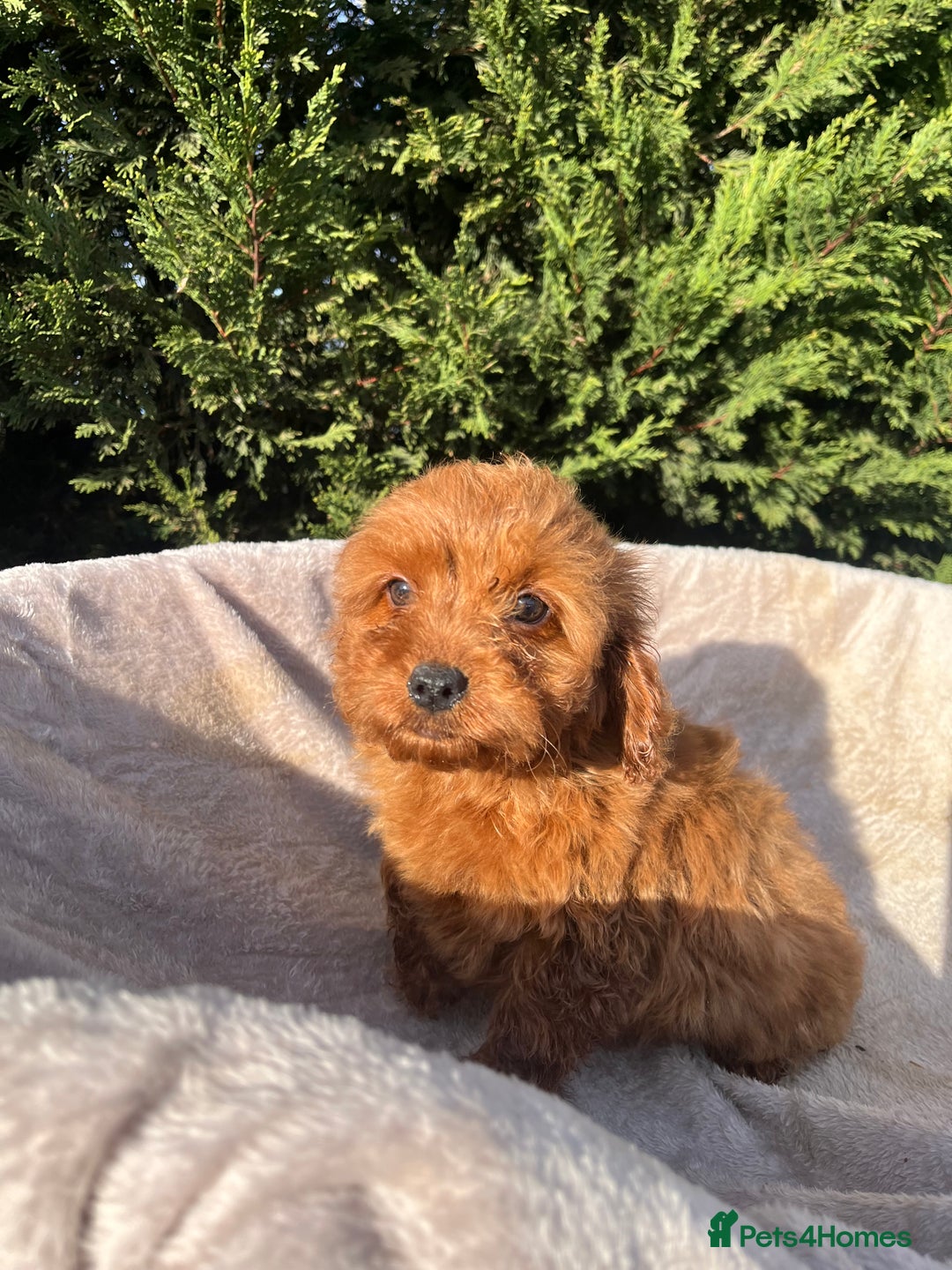 Cockapoo dogs for sale: Five beautiful cockapoos  - Advert 10
