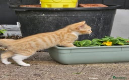 Mixed Breed cats for sale: 3 lovely and playful kittens  - Image 4