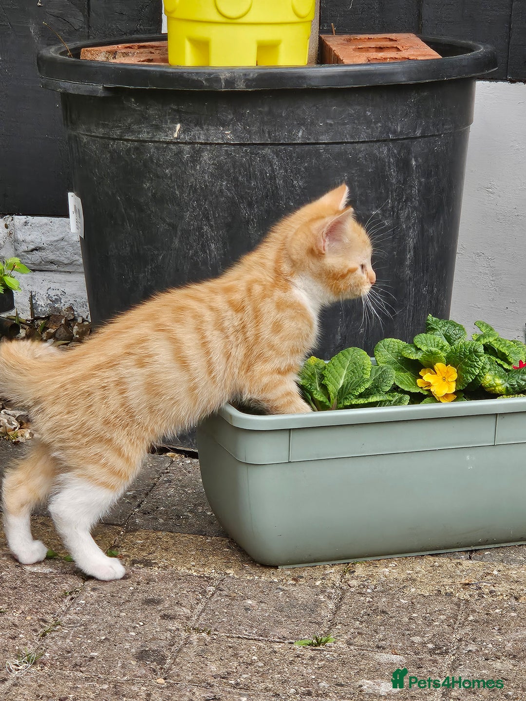 Mixed Breed cats for sale: 3 lovely and playful kittens  - Image 4