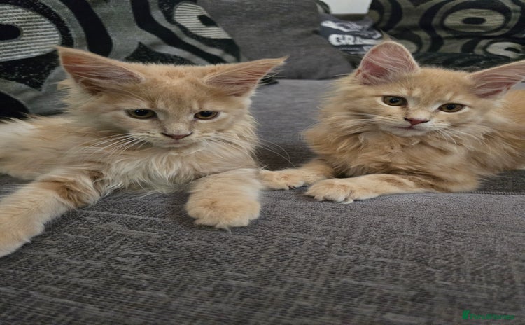 Maine Coon cats - Advert 4