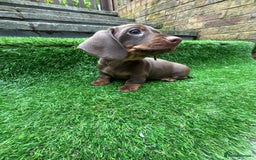 Dachshund dogs for sale: 5 stunning Dachshund puppies - Image 11