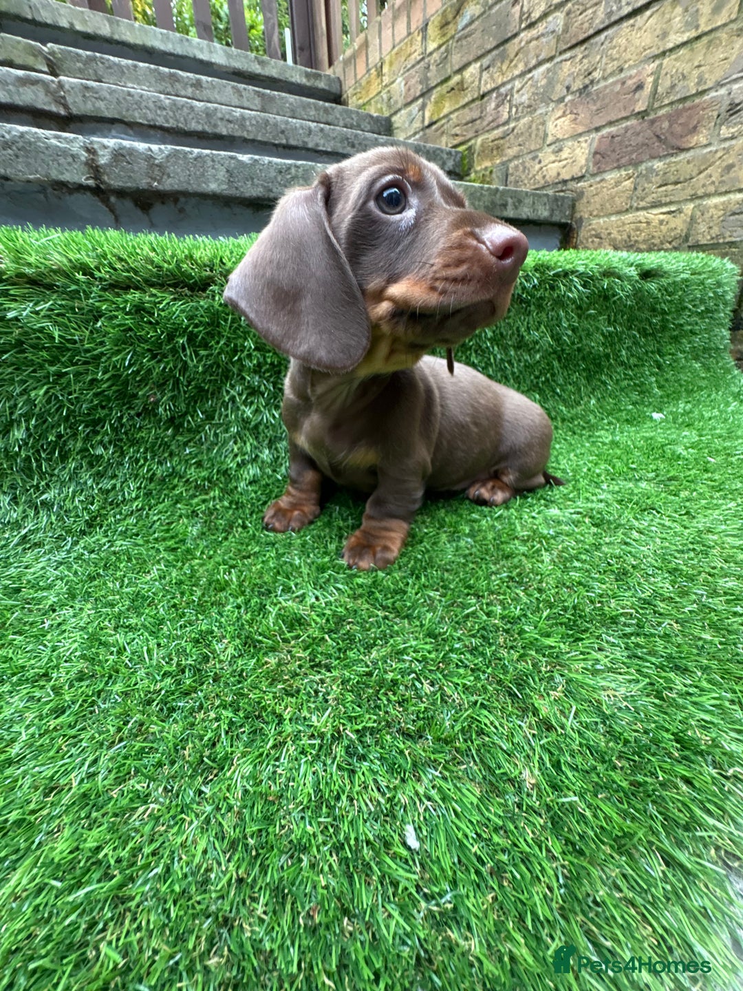 Dachshund dogs for sale: 5 stunning Dachshund puppies - Image 11