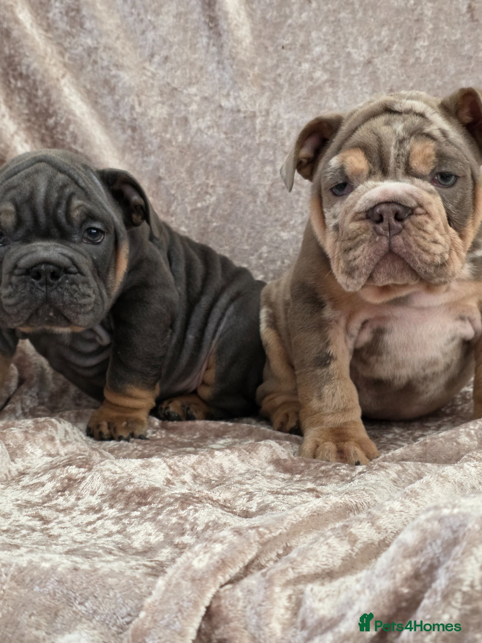English Bulldog dogs British bulldog pups ready now  - Advert 1