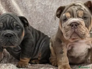 English Bulldog dogs British bulldog pups ready now - Advert 1