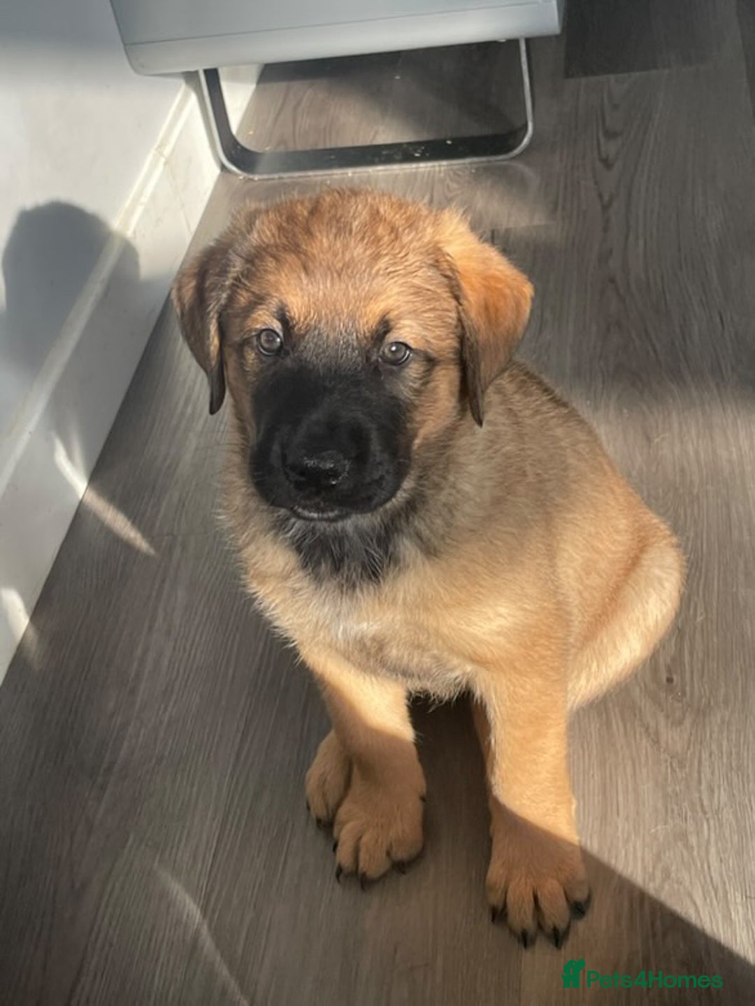 Mixed Breed dogs for sale: Belgian Malinois / Turkish Kangal / Cane Corso - Image 24