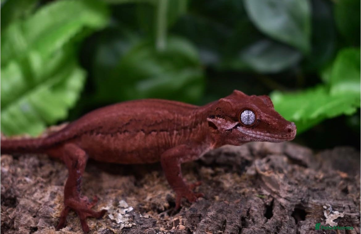Gecko reptiles Red Stripe Gargoyle Gecko - Advert 2