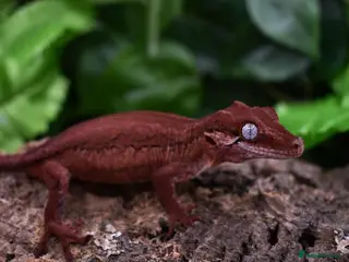 Gecko reptiles Red Stripe Gargoyle Gecko - Advert 2