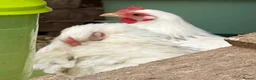 Chickens poultry for sale: Japanese bantam hens - Advert 2